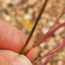 Elymus texensis J. J. N. Campb. resmi