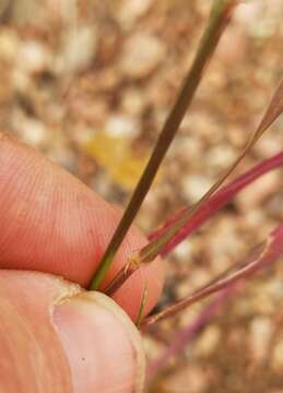 Слика од Elymus texensis J. J. N. Campb.