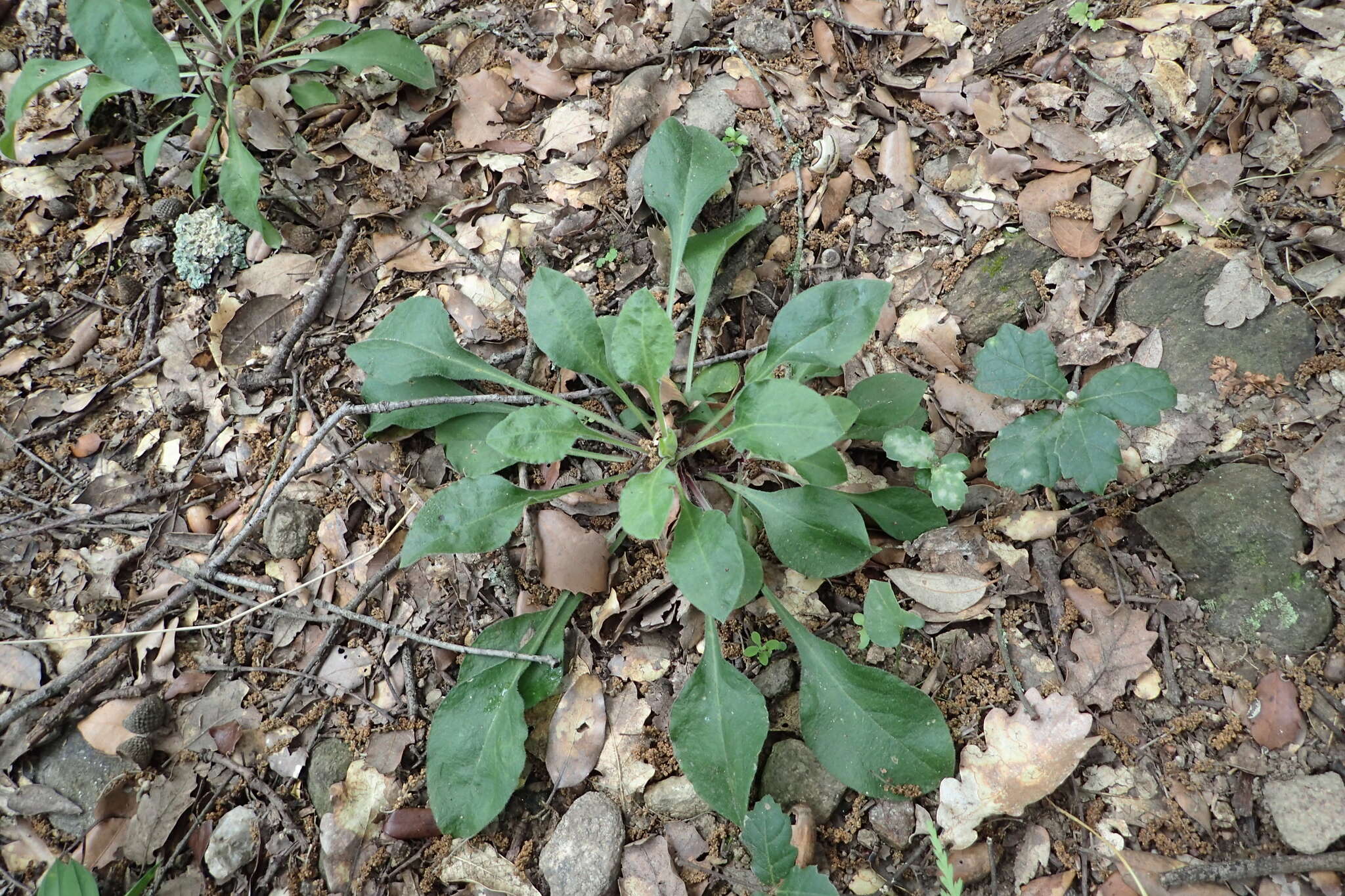 Image of Silene viridiflora L.