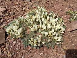 Image of Astragalus brevifolius Ledeb.