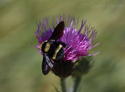 Image of Bombus pauloensis Friese 1912