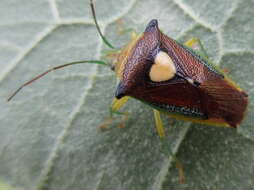 Image of Sastragala esakii Hasegawa 1959