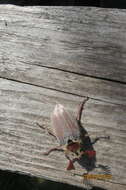 Image of chestnut cockchafer