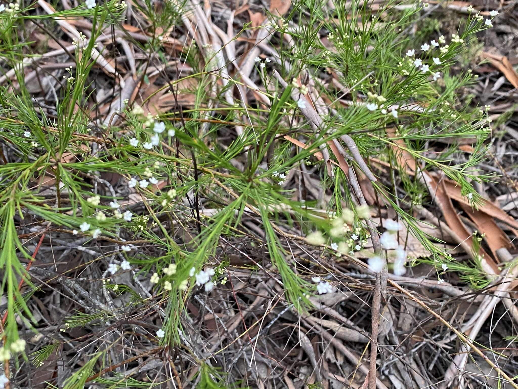 Image of Platysace linearifolia (Cav.) C. Norman