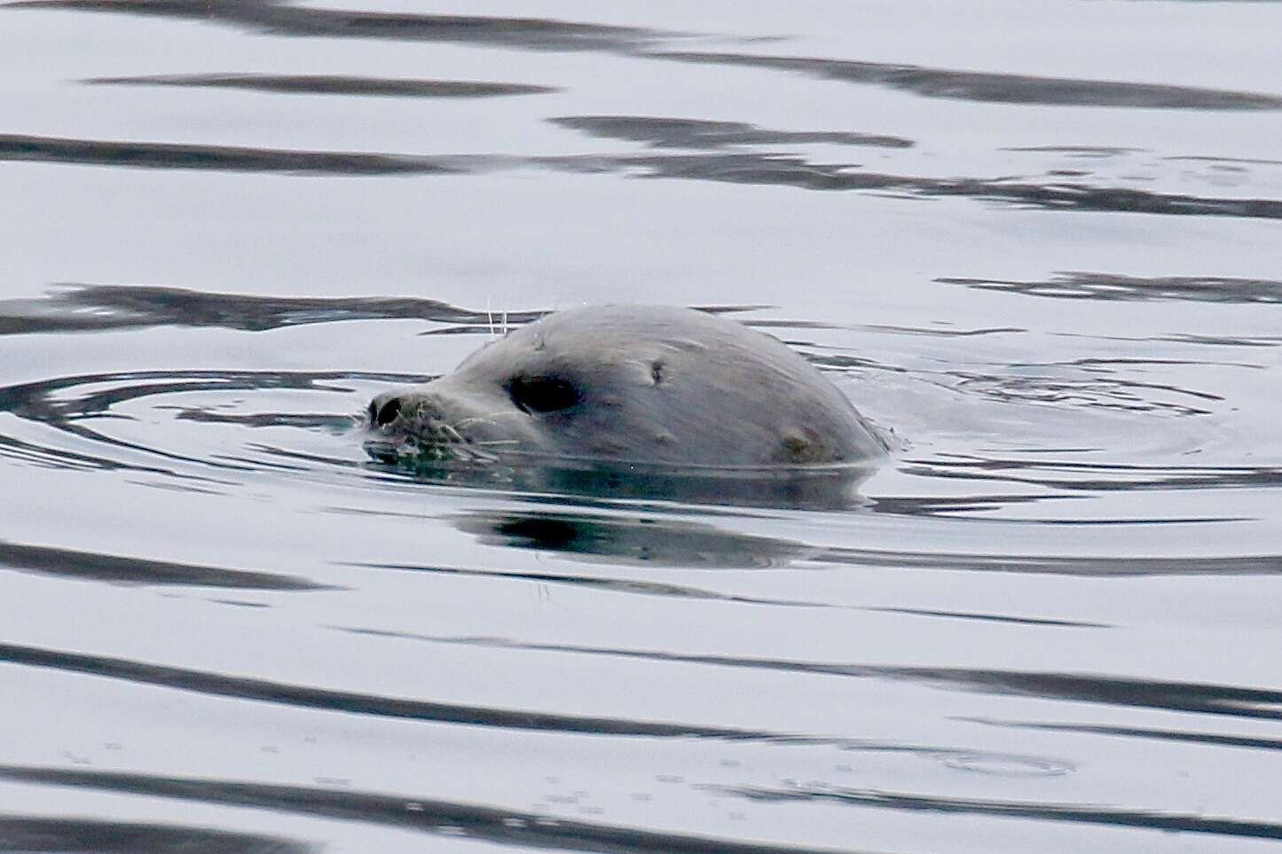 Image of Okhotsk ringed seal