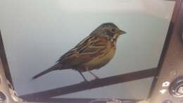 Image of Chestnut-eared Bunting