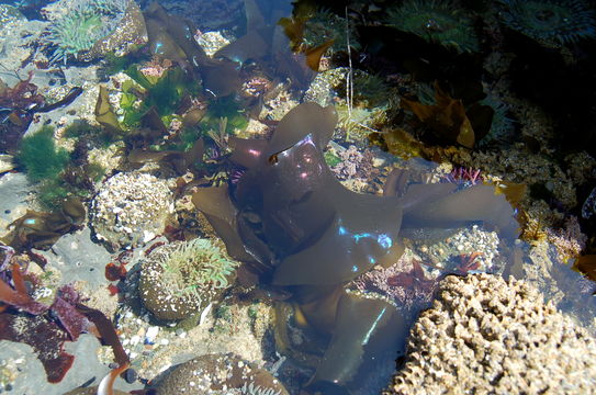 Image of Iridescent Seaweed