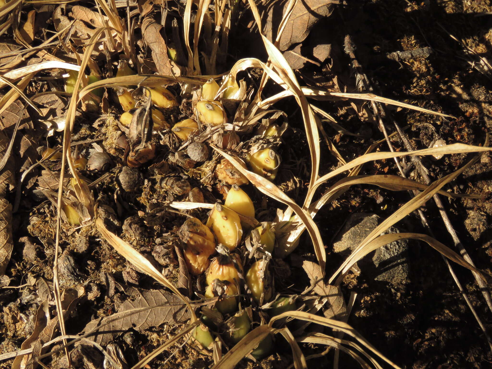 Image of Oncidium graminifolium (Lindl.) Lindl.