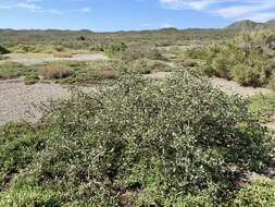 Jatropha canescens (Benth.) Müll. Arg.的圖片