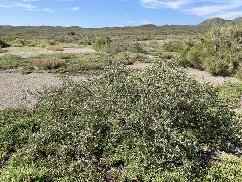 Image of Jatropha canescens (Benth.) Müll. Arg.