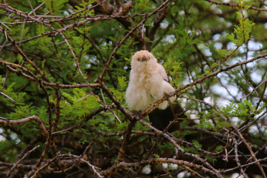 Image of Southern Pied Babbler