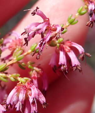 Image of Erica dispar (N. E. Br.) E. G. H. Oliver