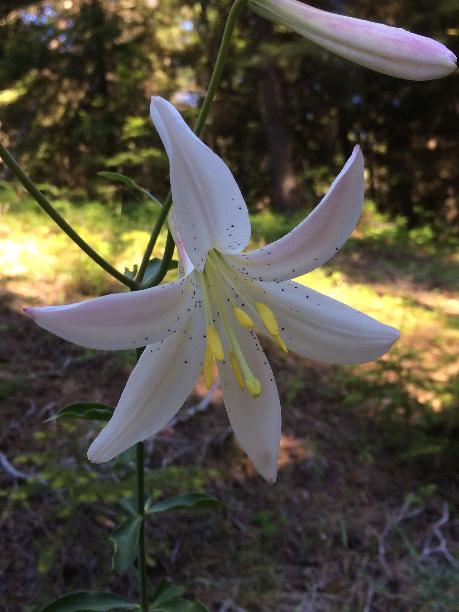 Image of Washington lily