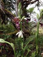 Image de Phaius tankervilleae (Banks) Blume