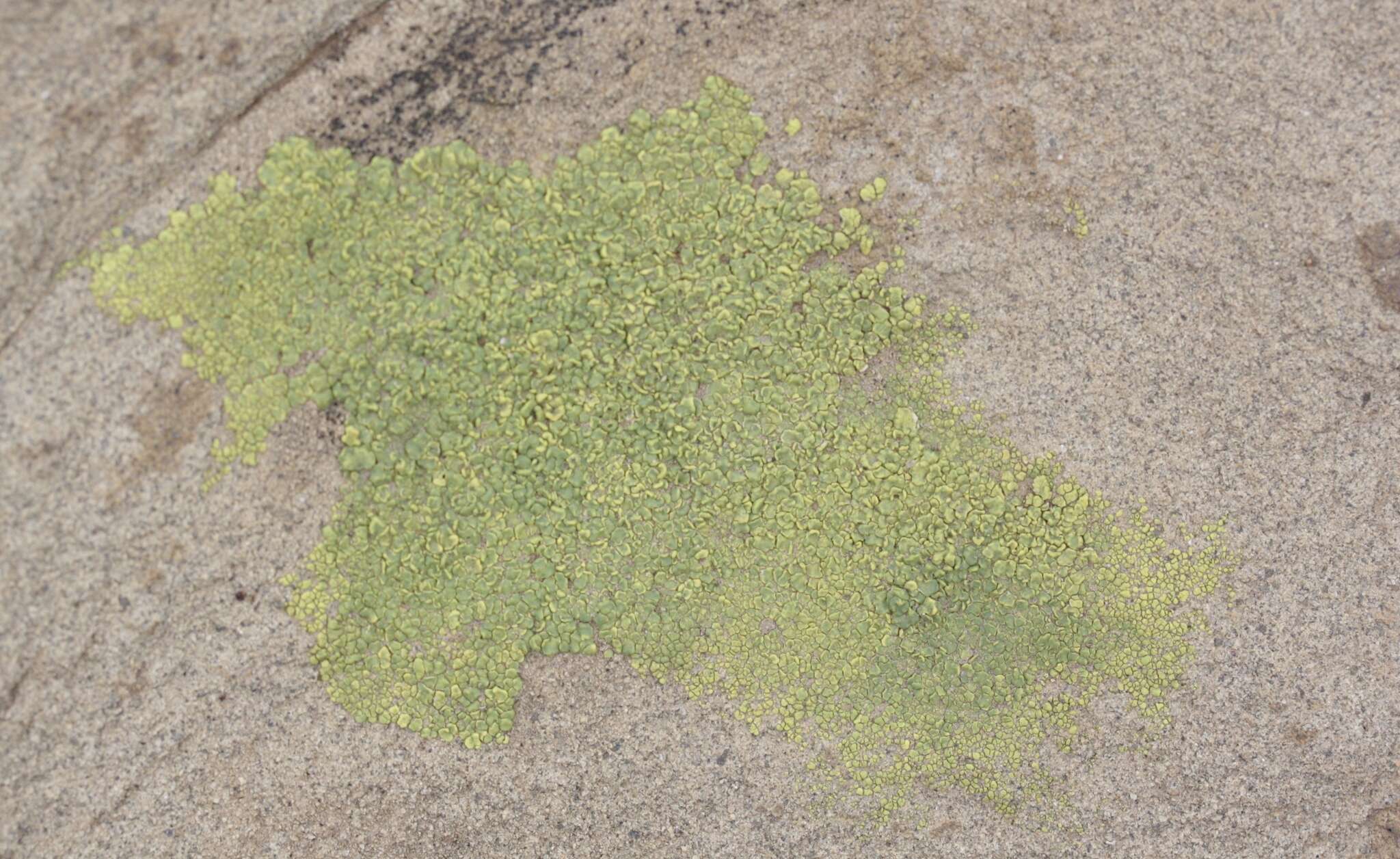 Image of cracked lichen