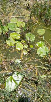 Image of Nymphaea gracilis Zucc.