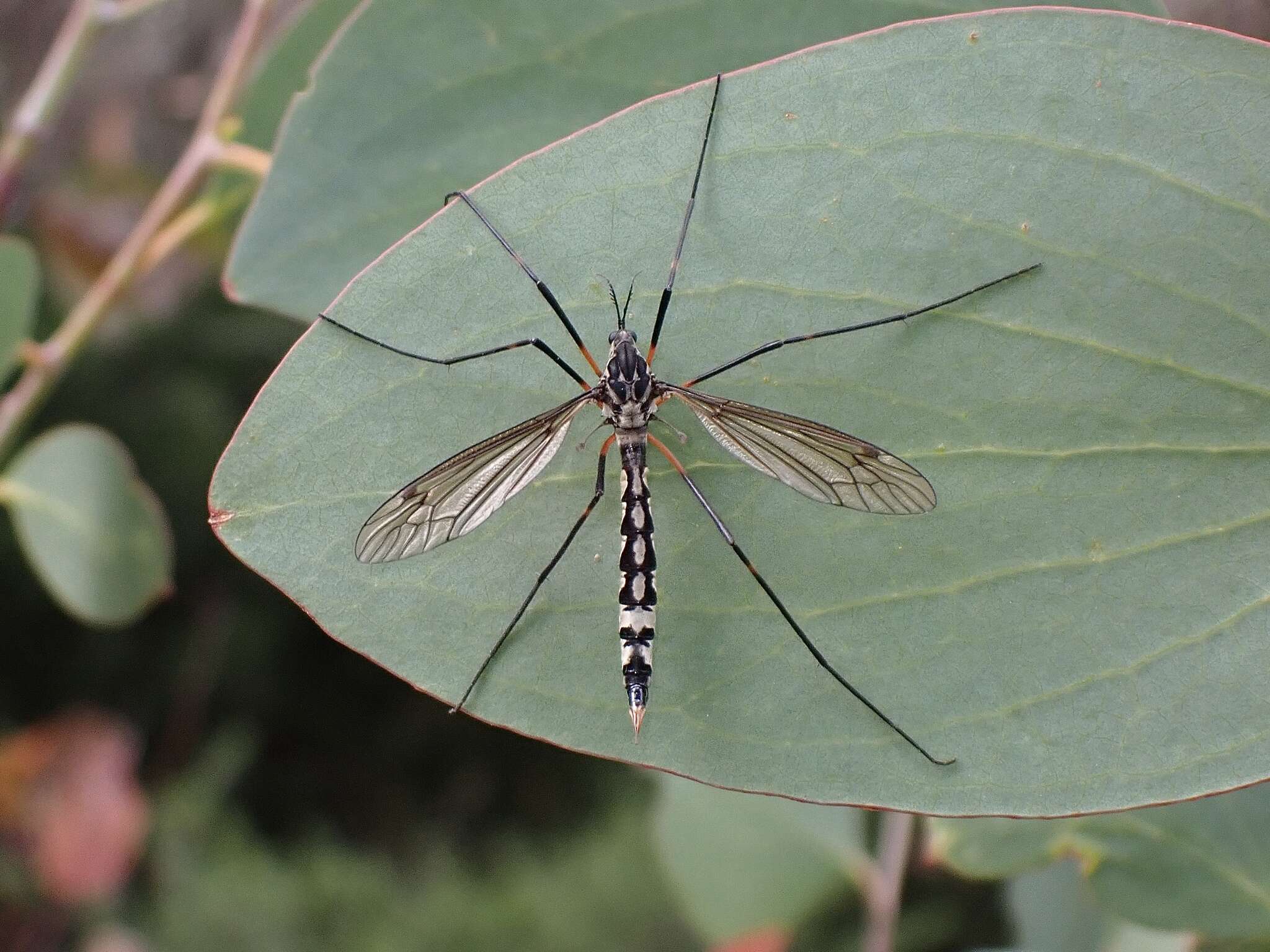 Image of Platyphasia wilsoni Alexander 1929