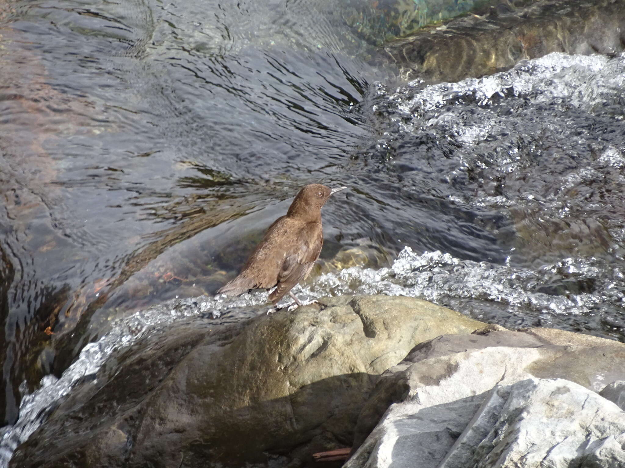 Image of Brown Dipper