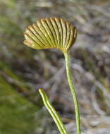 Schizaea pectinata (L.) Sw.的圖片