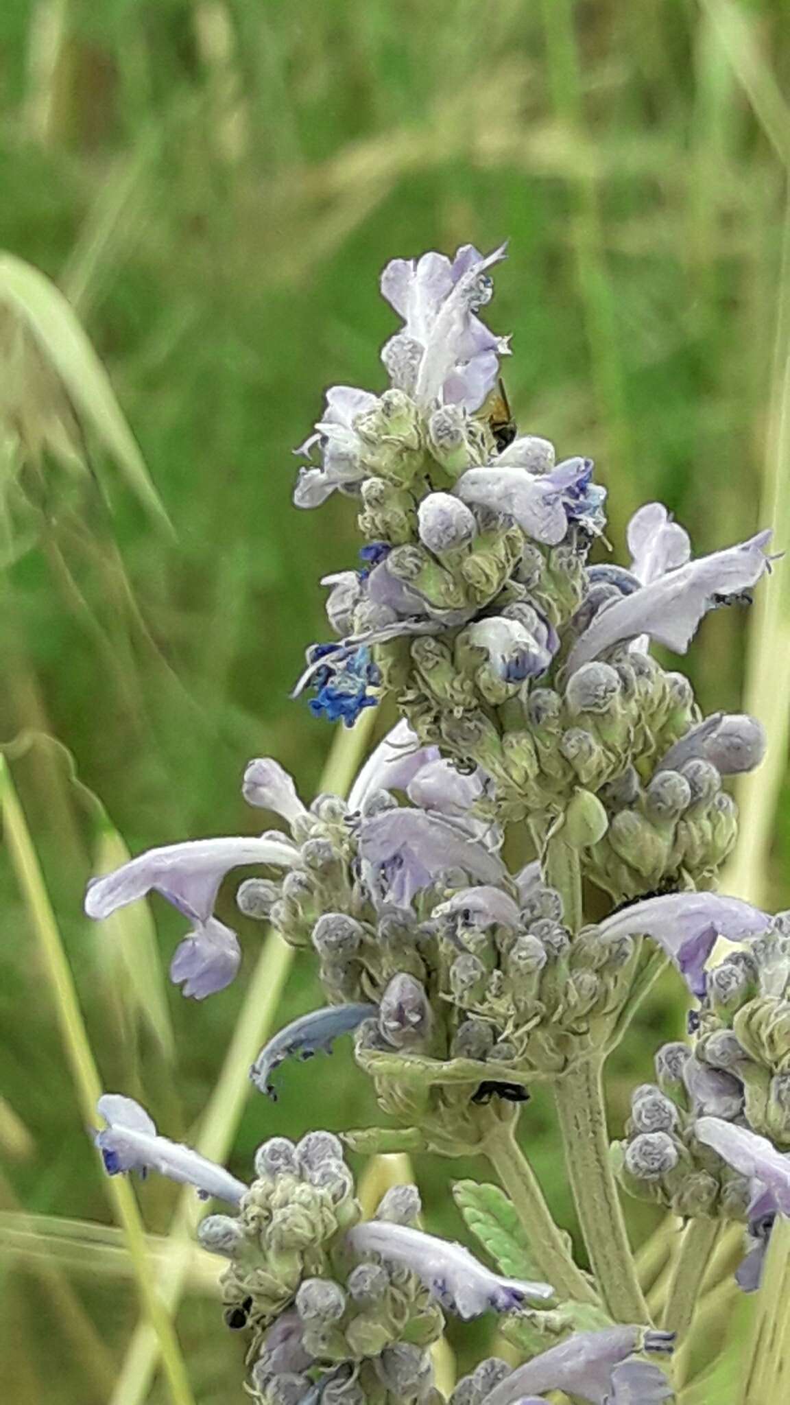 Nepeta curviflora Boiss. resmi