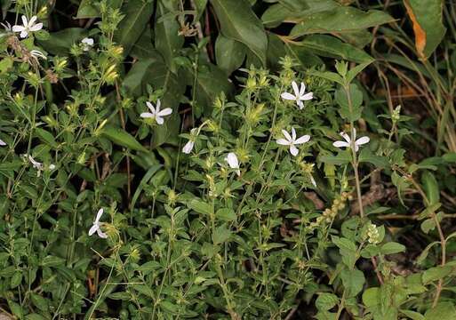 Image of Barleria saxatilis Oberm.