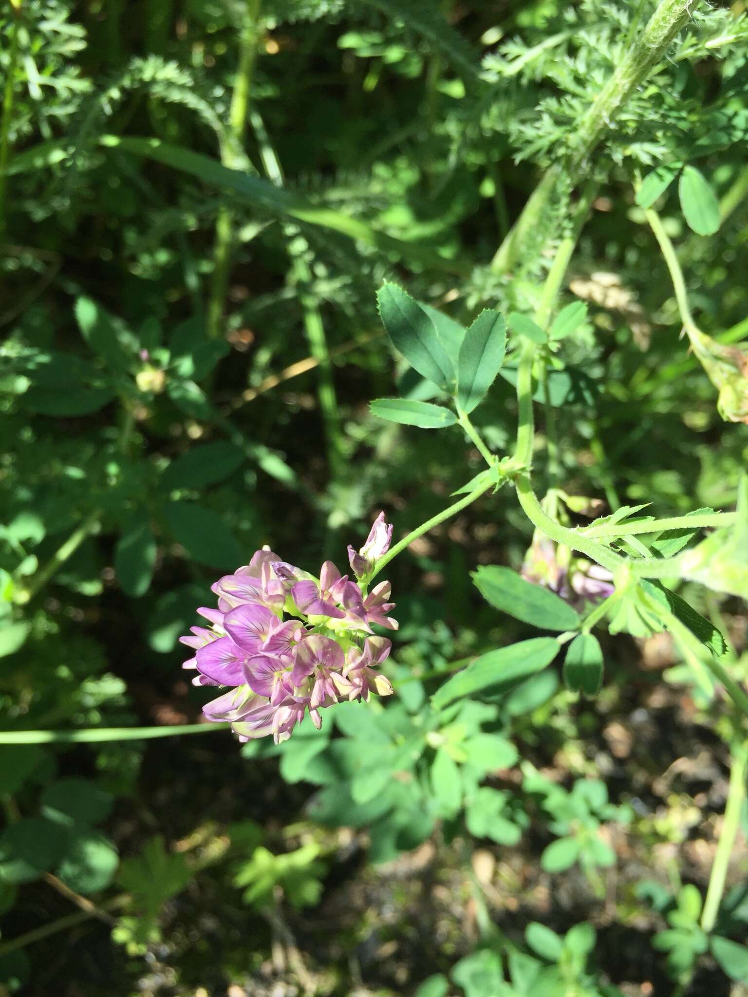 Image of alfalfa