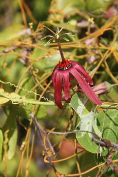 Passiflora cupraea L.的圖片