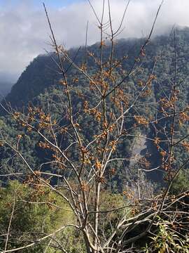 Sivun Diospyros japonica Siebold & Zucc. kuva