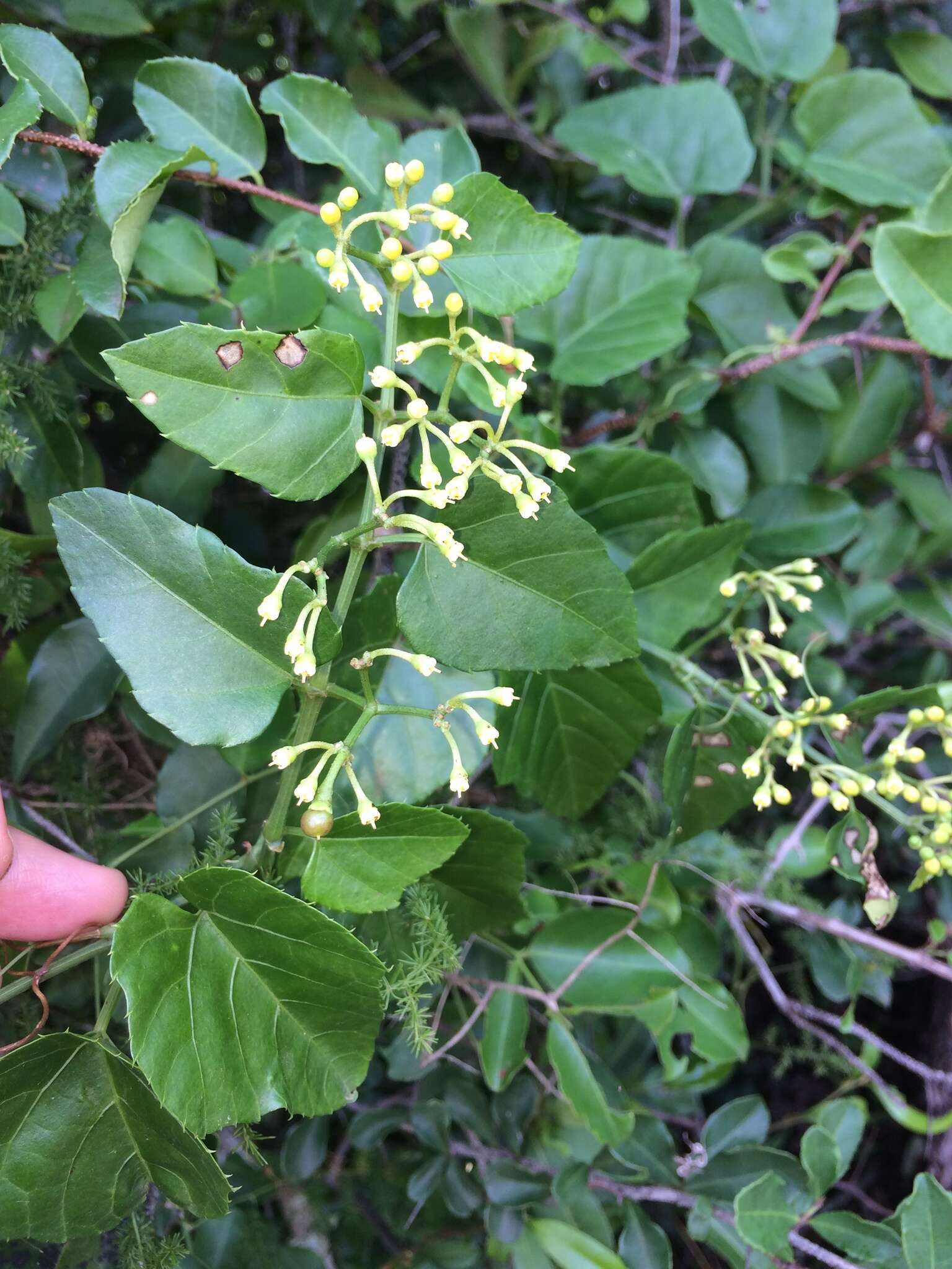 Image of Cissus fragilis E. Mey.