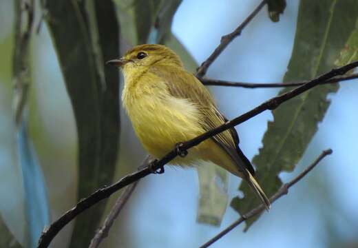 Image of Lemon-bellied Flycatcher