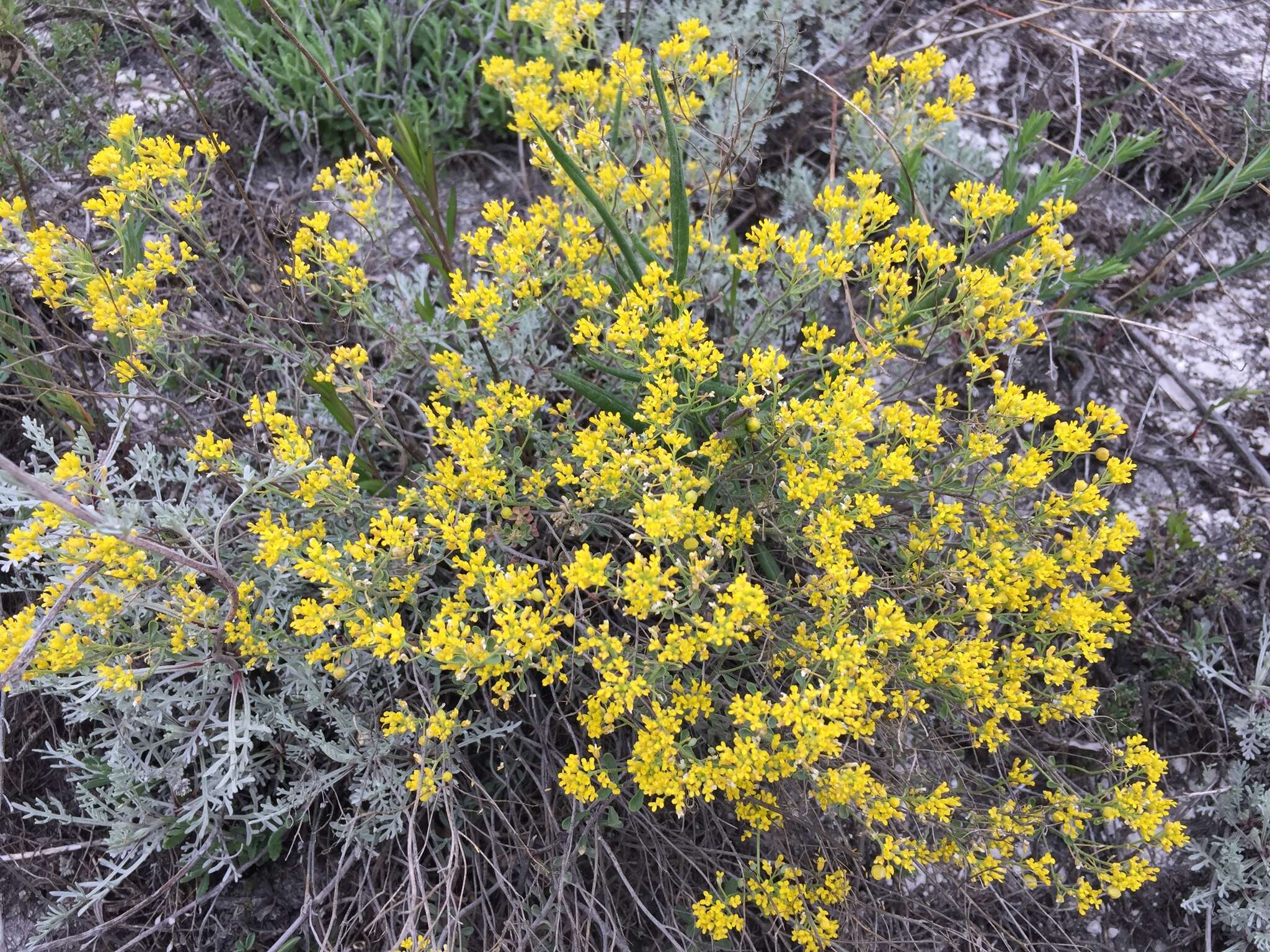 Sivun Alyssum tortuosum Waldst. & Kit. ex Willd. kuva