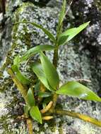 Слика од Dendrobium gracilicaule F. Muell.