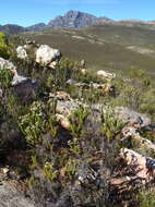 Image of Pointy Blombush