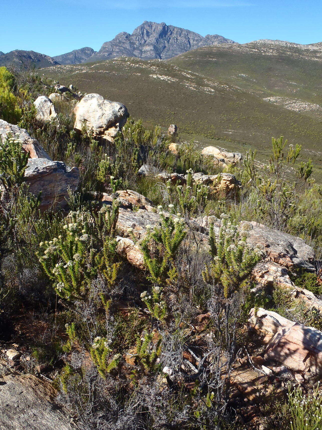 Image of Pointy Blombush