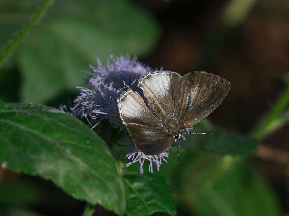 Image of Hypolycaena othona