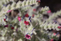 Image of Echium rauwolfii Del.