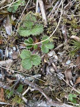 Image of Fragaria nilgerrensis subsp. nilgerrensis