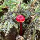 Image of Hygrocybe trinitensis (Dennis) Pegler 1978