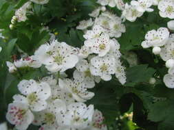 Слика од Crataegus rhipidophylla Gand.