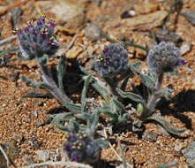 Image of grey skull-fruit