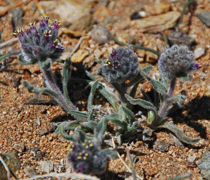 Imagem de Craniospermum canescens DC.