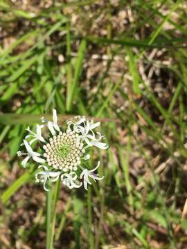 Image de Marshallia obovata (Walt.) Beadle & F. E. Boynt.