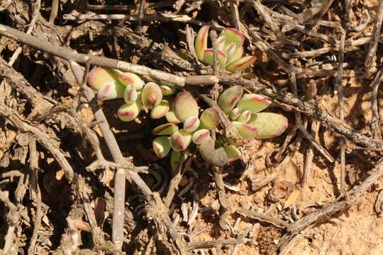 Image of Cotyledon papillaris (L.) L. fil.