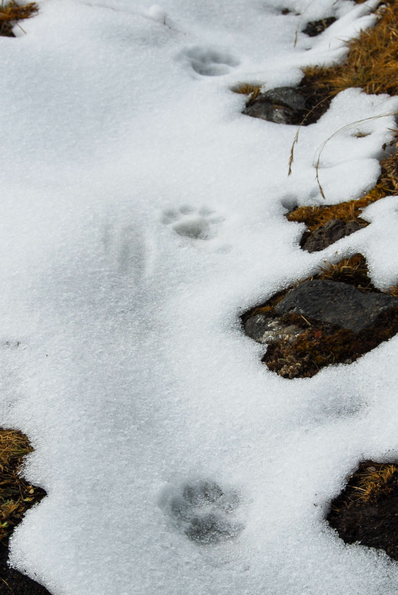 Image of Snow leopard