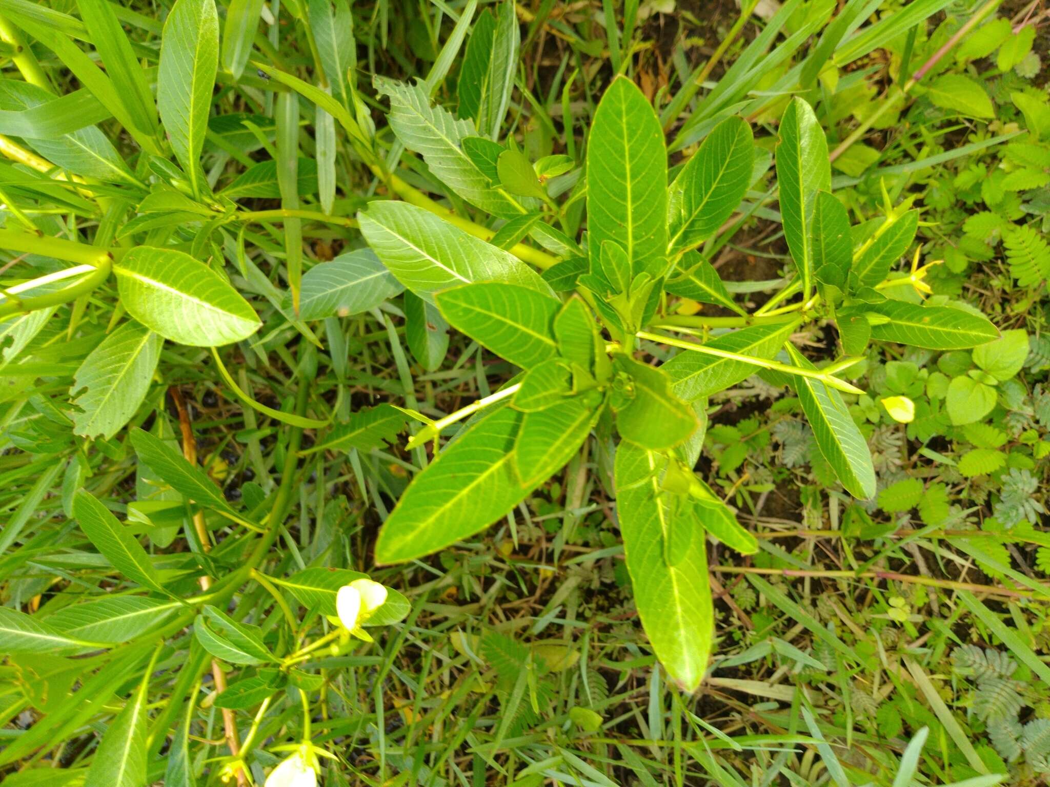 Image of Ludwigia taiwanensis C. I. Peng