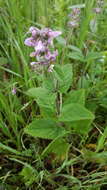 Stachys bullata Benth. resmi