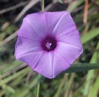 Image of rockland morning-glory