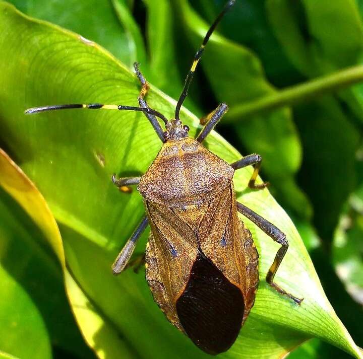 Pachylis laticornis (Fabricius 1798)的图像
