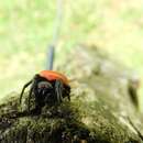 Image of Araneus sernai Levi 1991