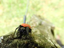 Imagem de Araneus sernai Levi 1991